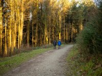 Twintig minuten in het bos verlaagt je stresshormoon